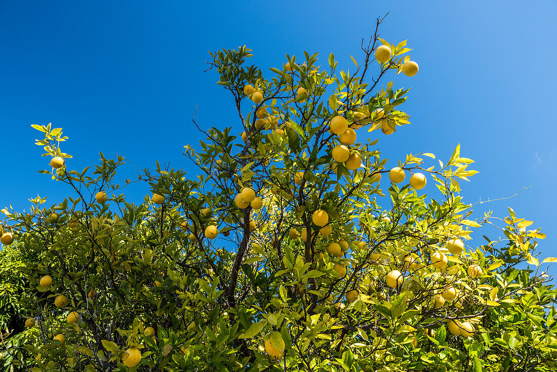 Orange Frucht, die vom Baum gegen klaren blauen Himmel in Cerrado von Serra do Cipo National Park, Minas Gerais, Brasilien hängt