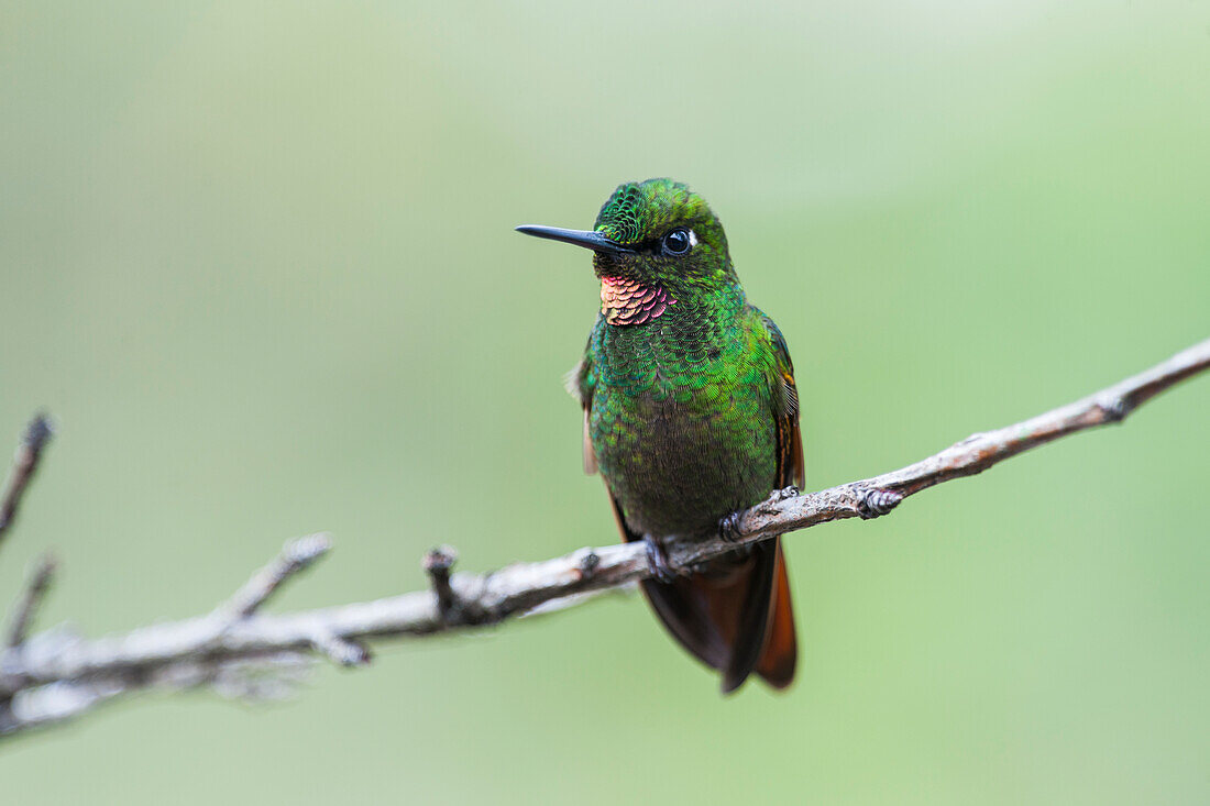 Hummingbird Brazilian Ruby (Clytolaema rubricauda) in Itatiaia National Park, Rio de Janeiro, Brazil