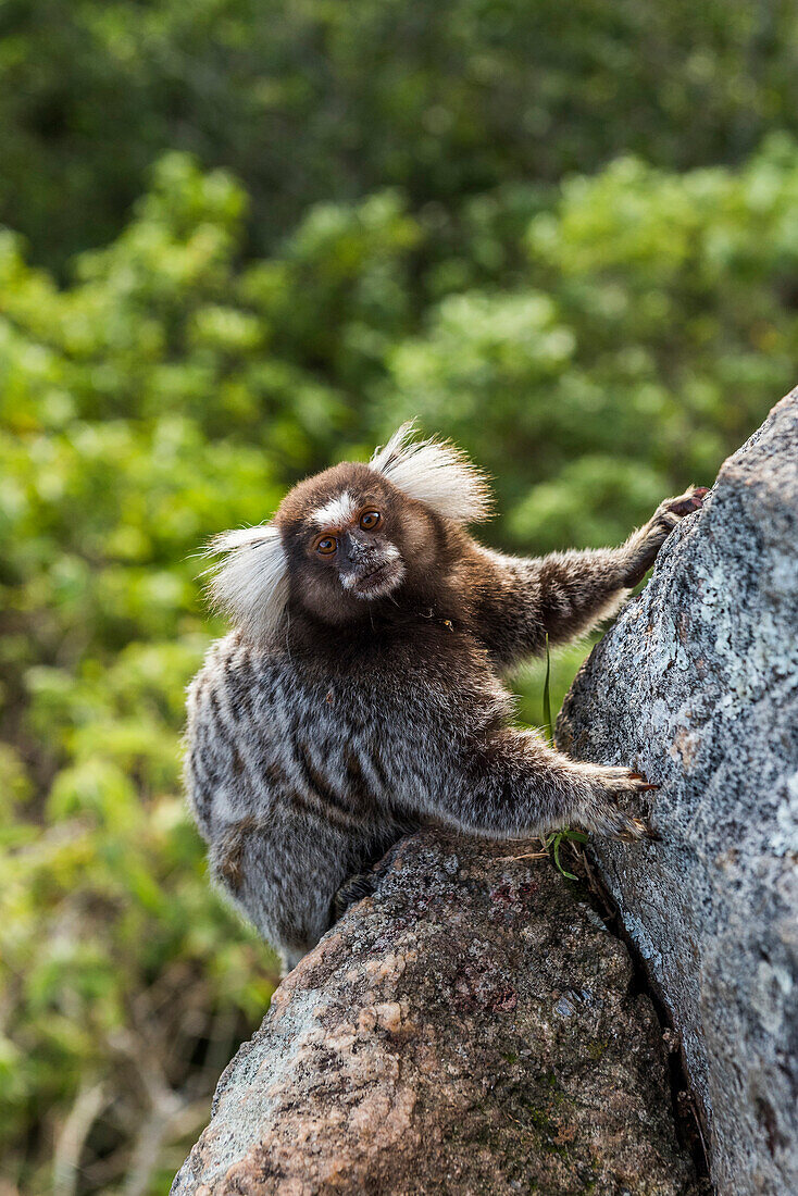 Kleiner Affe (Weiß-Büschelohr-Krallenaffe) in Pão de Açúcar Berg, Rio de Janeiro, Brasilien