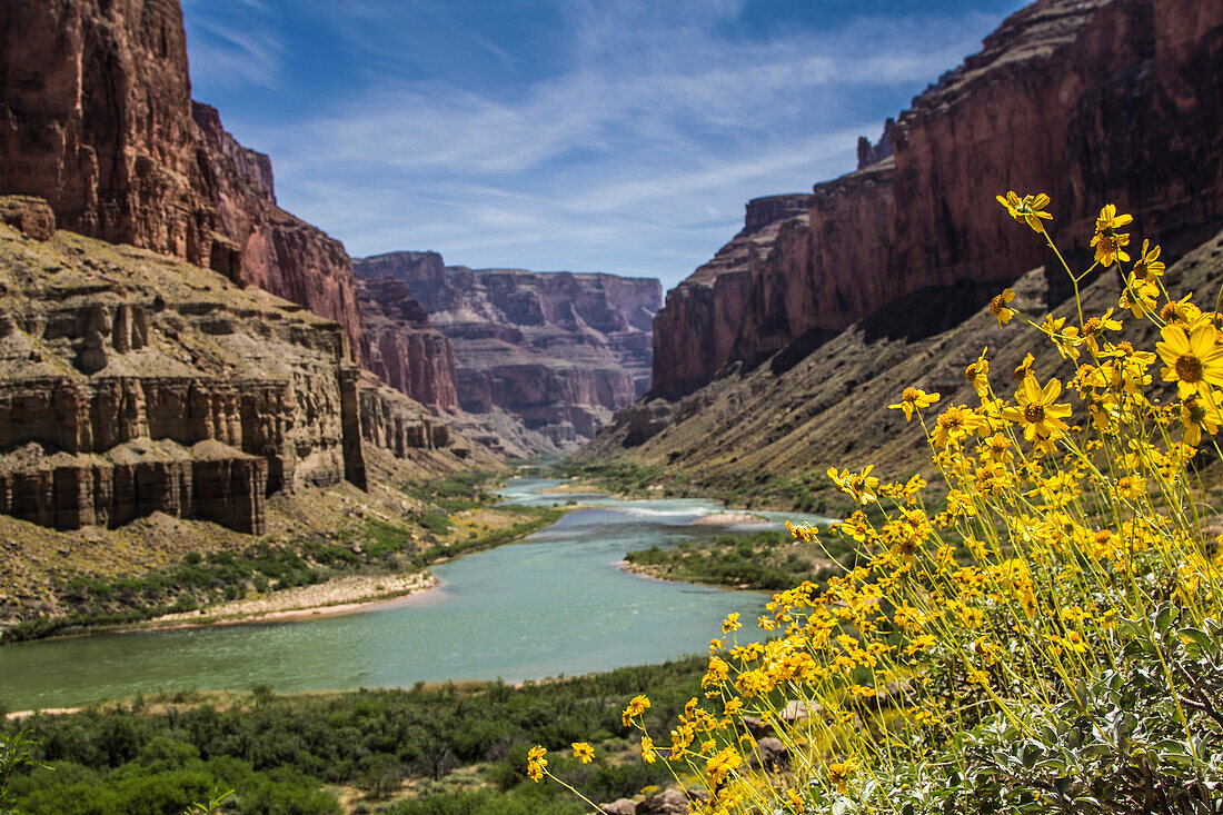Wildflowers grow from the hillside with a view down the Grand Canyon in the background