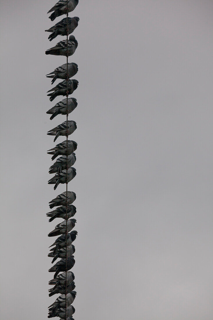 Photograph with pigeons perching on power lines, Richmond, British Columbia, Canada