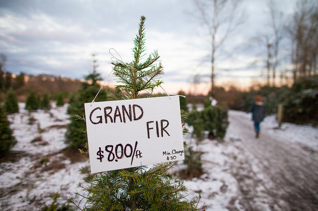 Fotografieren Sie mit Preisschild am Weihnachtsbaum am Bauernhof, Langley, British Columbia, Kanada