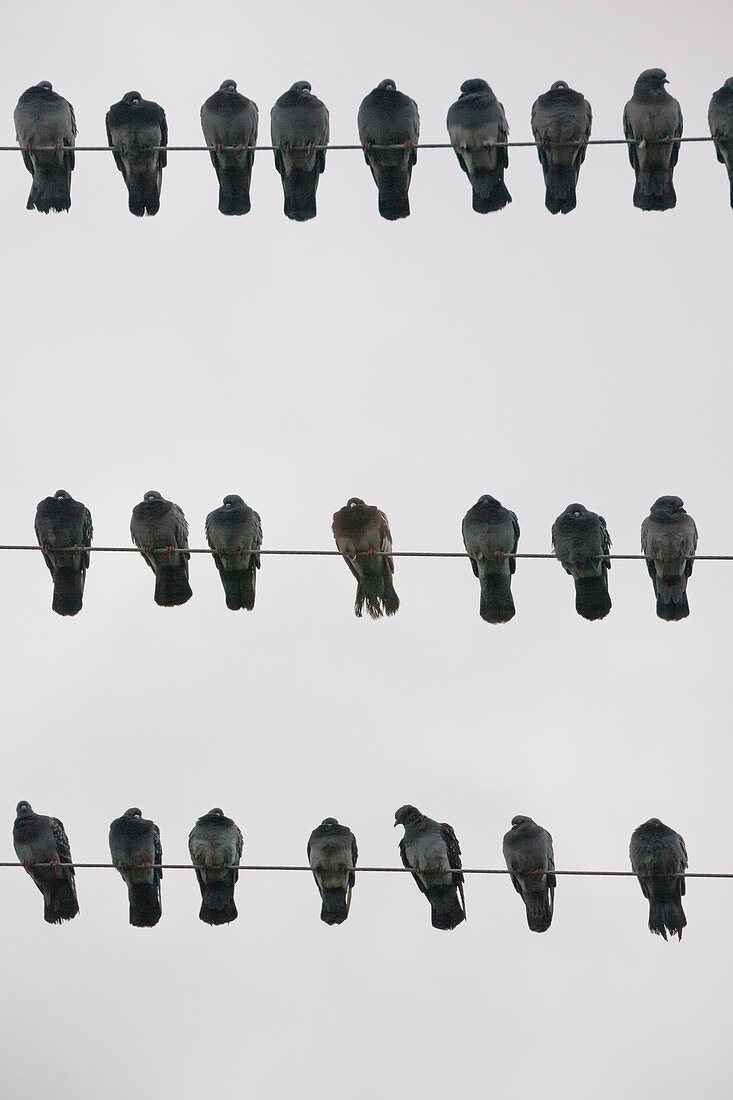 Photograph with pigeons perching on power lines, Richmond, British Columbia, Canada