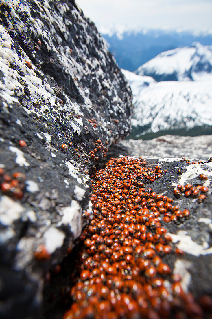 Kolonie von Marienkäfern (Coccinellidae) zwischen Felsen, Needle Peak, British Columbia, Kanada