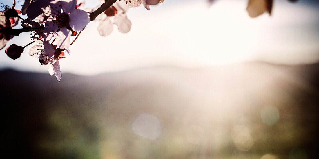 Beautiful nature photograph with plum flower blossoms (Prunus mume), Windsor, California, USA