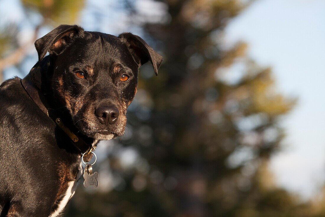 Portrait with headshot of dog, Lake Tahoe, California, USA