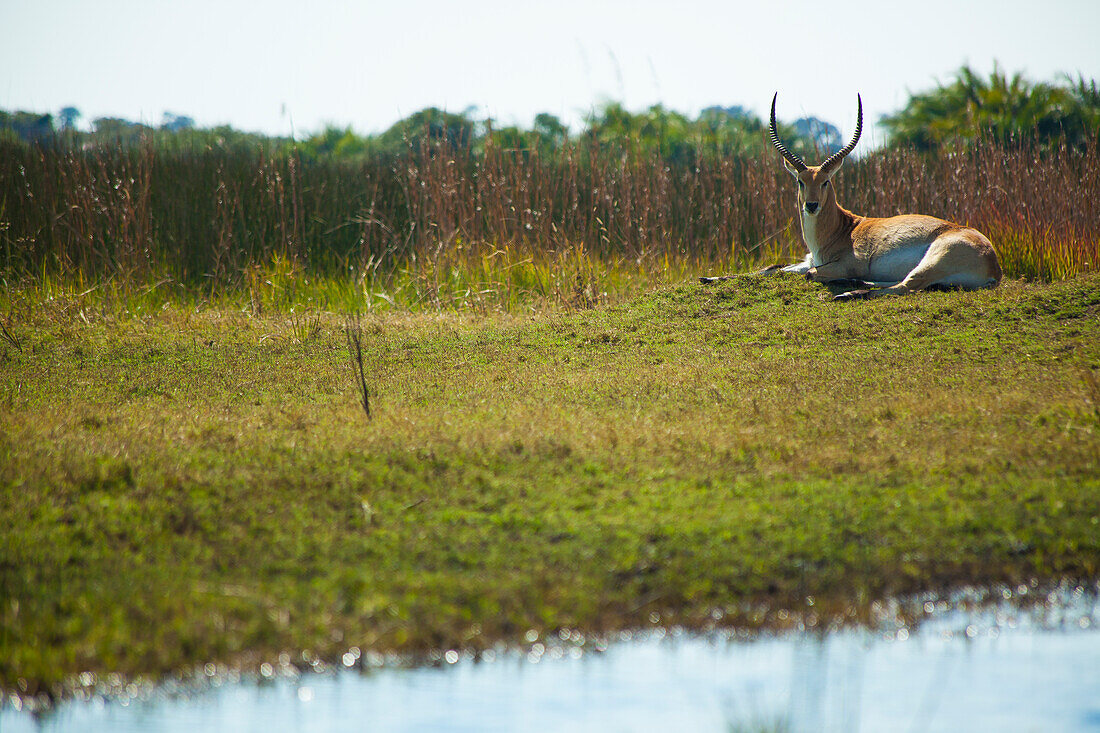 Nature photograph of single lechwe (Kobus leche) antelope lying in grass, Okavango Delta, Botswana