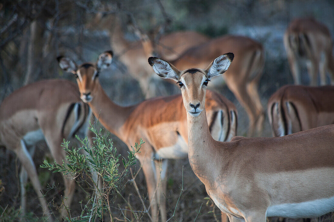 Naturfotografie mit Herde von Springbock (Antidorcas marsupialis) Antilopen, Okavango Delta, Botswana