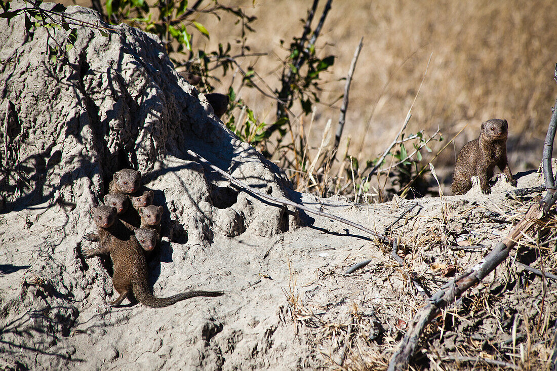 Beautiful nature photograph with mongoose family peeking out of burrow, Okavango Delta, Botswana