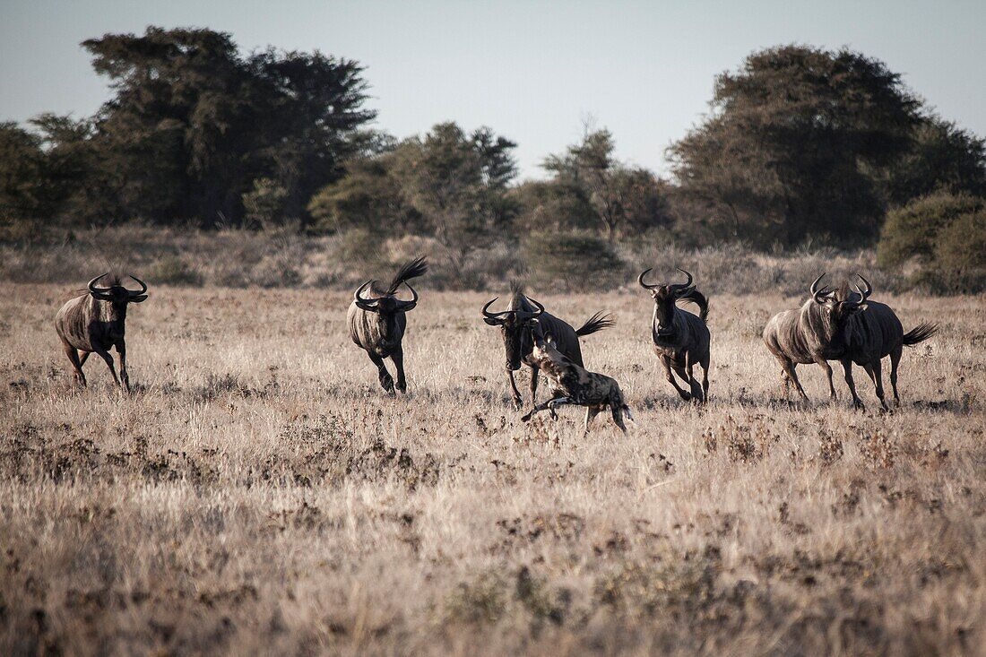 Gnus jagen einen afrikanischen Jagdhund weg, Kalahari-Wüste.