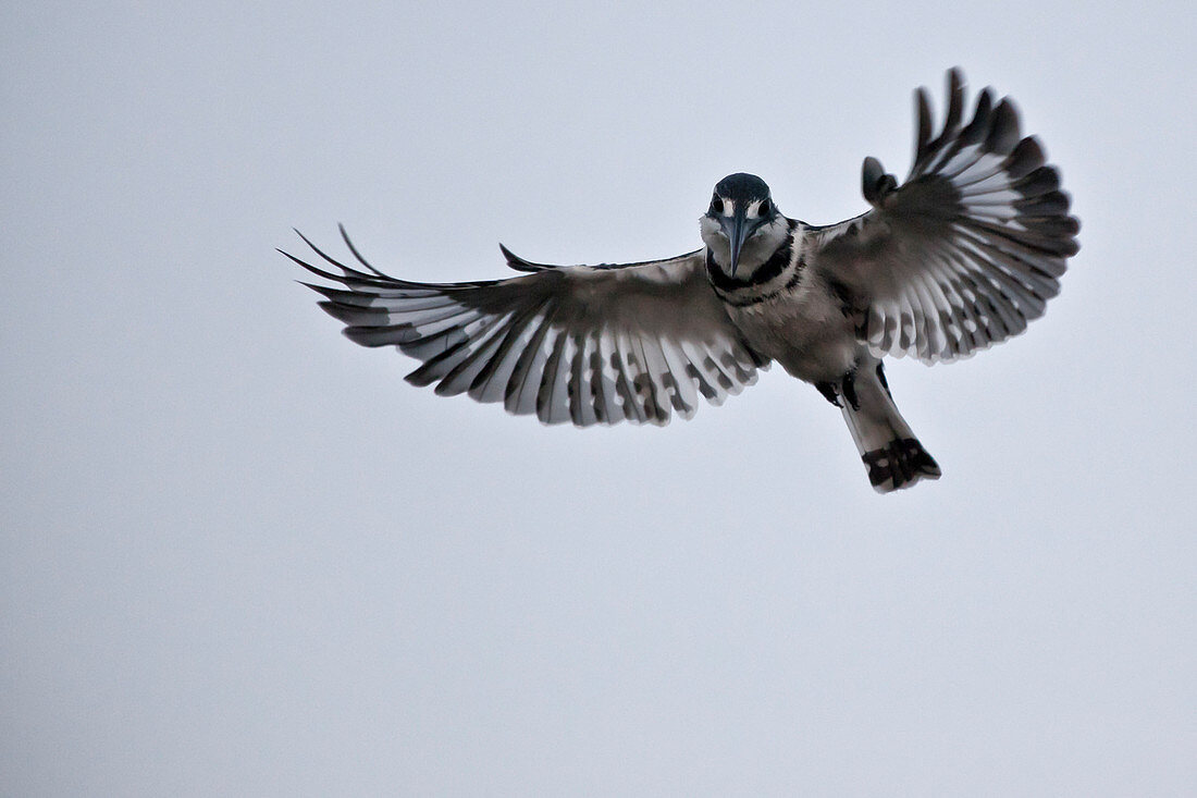 Naturfoto des Eisvogelvogelfliegens gegen klaren Himmel, Okavango-Delta, Botswana