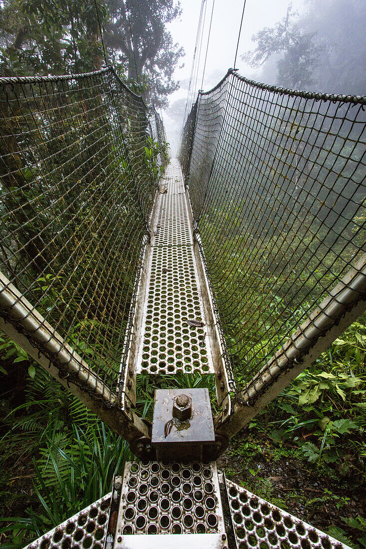 Photograph of canopy walkway at biological research station Wayqecha, owned by the Amazon Conservation Association, in Peru cloud forest, Paucartambo, Peru