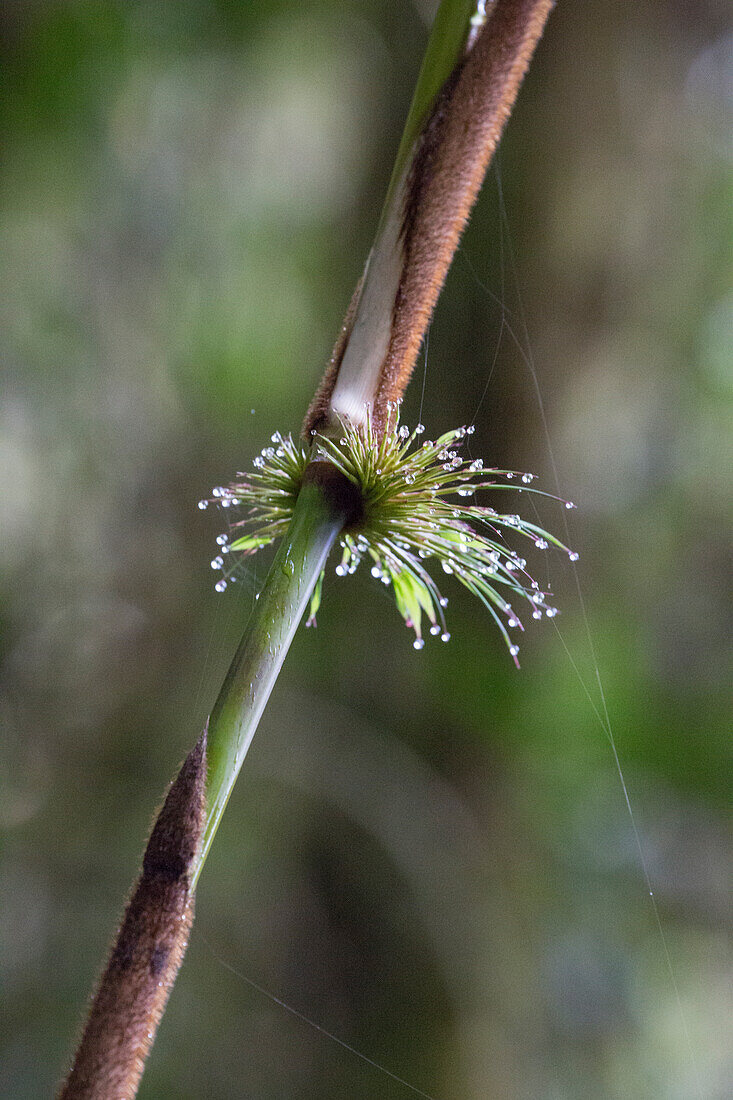 Nature photograph with droplets of water on bamboo nodule in Peru's Cloud Forest