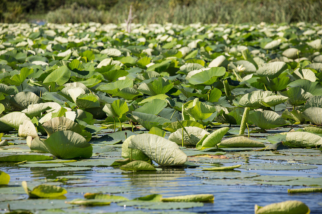 Water lilies growing in marsh, Lake Charles, Louisiana, USA