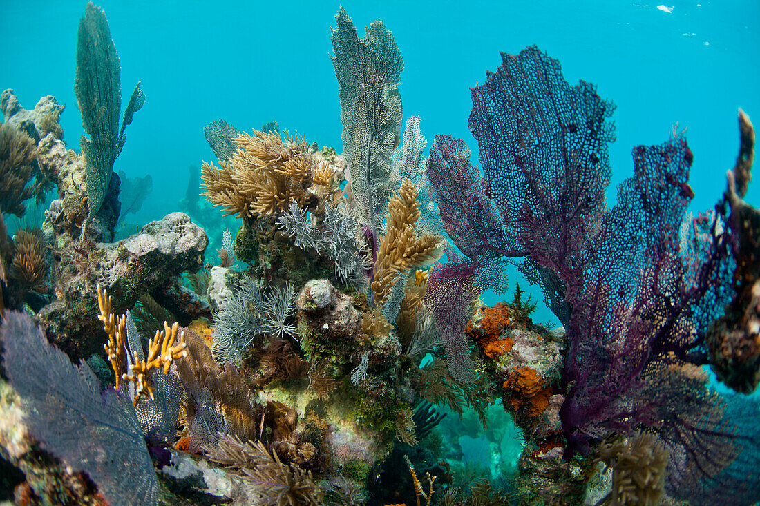 Underwater life, including hard corals, soft corals, fans, and small fish cover sections of Glover's Reef, Belize.