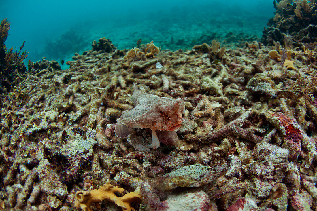 A Batfish (Ogcocephalidae) swims by hard corals, soft corals, fans, and small fish covering sections of Glover's Reef, Belize.