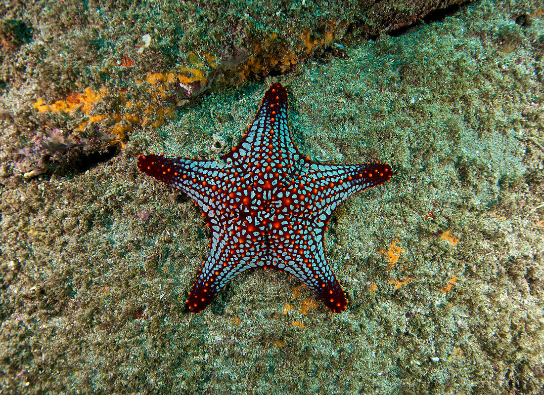 starfish photographed while SCUBA diving in Tamarindo, Costa Rica