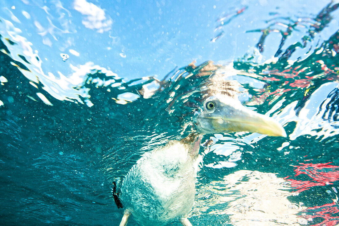 ein Seevogel steckt sich den Kopf unter Wasser ... fotografiert während des Tauchens in Tamarindo, Costa Rica