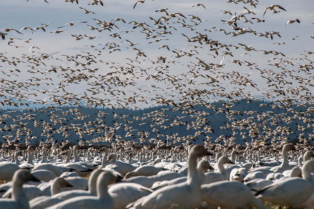 Snow geese in Skagit Valley, Washington, USA