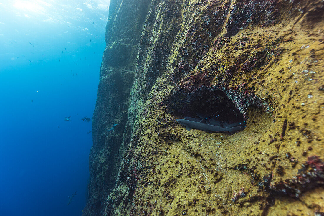 Unterwasser-Naturfotografie der kleinen Gruppe von Weißspitzen-Riffhaien (Triaenodon Obesus) in der Nähe der Wand von Roca Partida Island, Revillagigedo-Inseln, Colima, Mexiko
