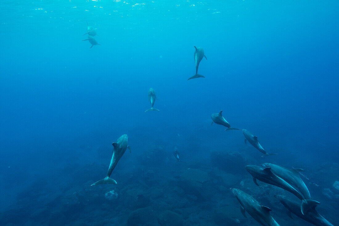 Schöne Naturphotographie der Hülse von den Delphinen, die im Pazifischen Ozean, San Benedicto-Insel, Revillagigedo-Inseln, Colima, Mexiko schwimmen