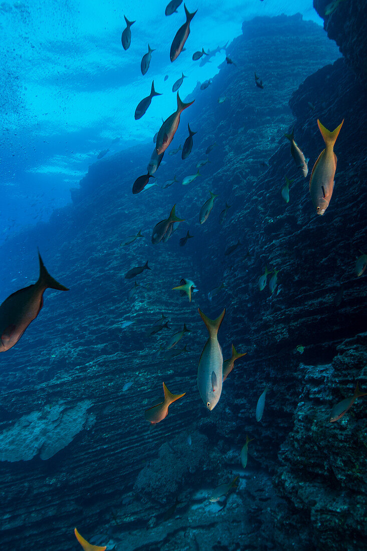 Naturfoto des Fischschwarms, der unter Wasser, EL-Kessel, Revillagigedo-Inseln, Colima, Mexiko schwimmt
