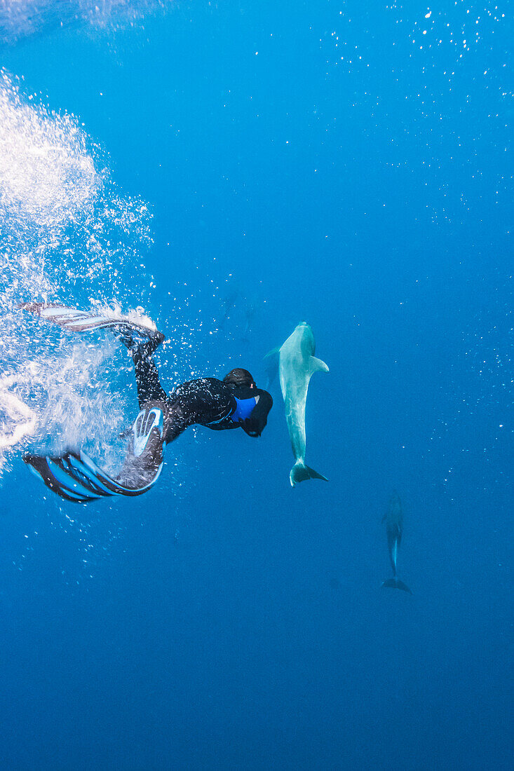 Freediver swimming with dolphins, Socorro Island, Revillagigedo Islands, Colima, Mexico