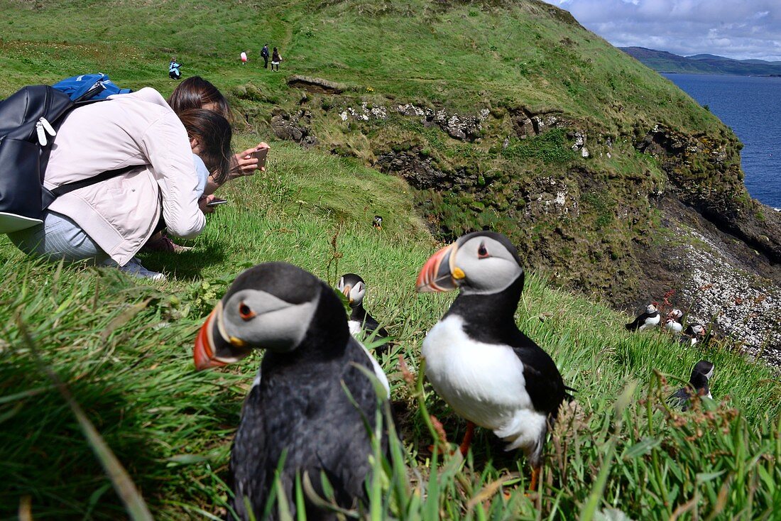 Puffins on the Vulcanic island of Staffa, southpart of the Isle of Mull, Scotland