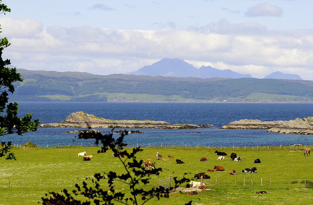 Blick über Kuhweide bis Isle of Skye bei Mallaig am Sound of Sleat, Schottland