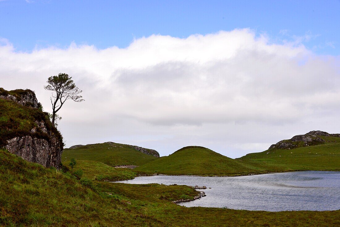 'Baum und See bei Gairloch an der Küste ''The Minch'', Nordwest-  Schottland'