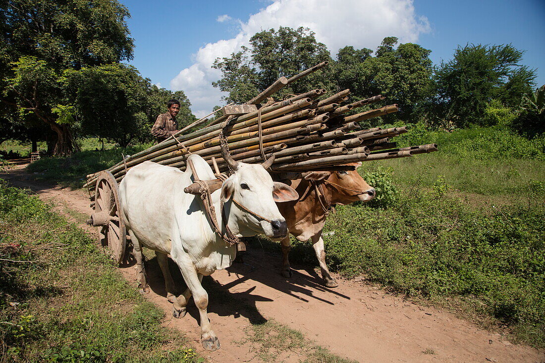 Große Bambusstangen werden auf Ochsenkarren transportiert, Ava (Innwa), Mandalay, Myanmar