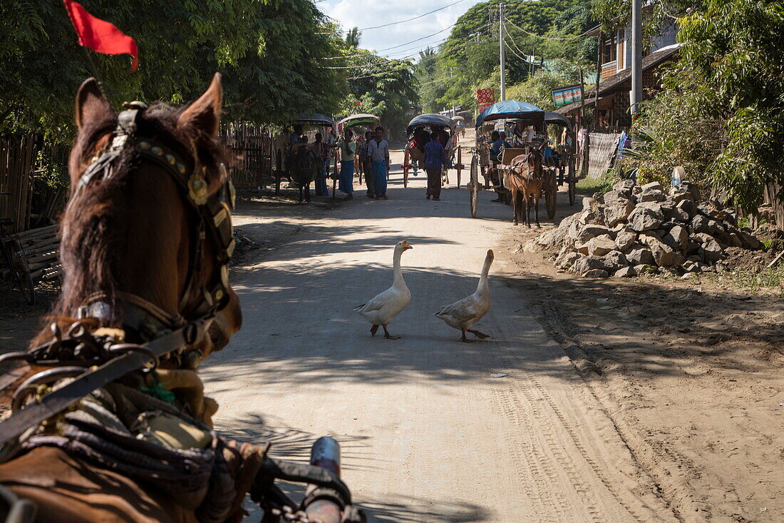 Geese cross road during horse-drawn carriage excursion for passengers of Ayeyarwady (Irrawaddy) river cruise ship Anawrahta (Heritage Line), Ava (Innwa), Mandalay, Myanmar