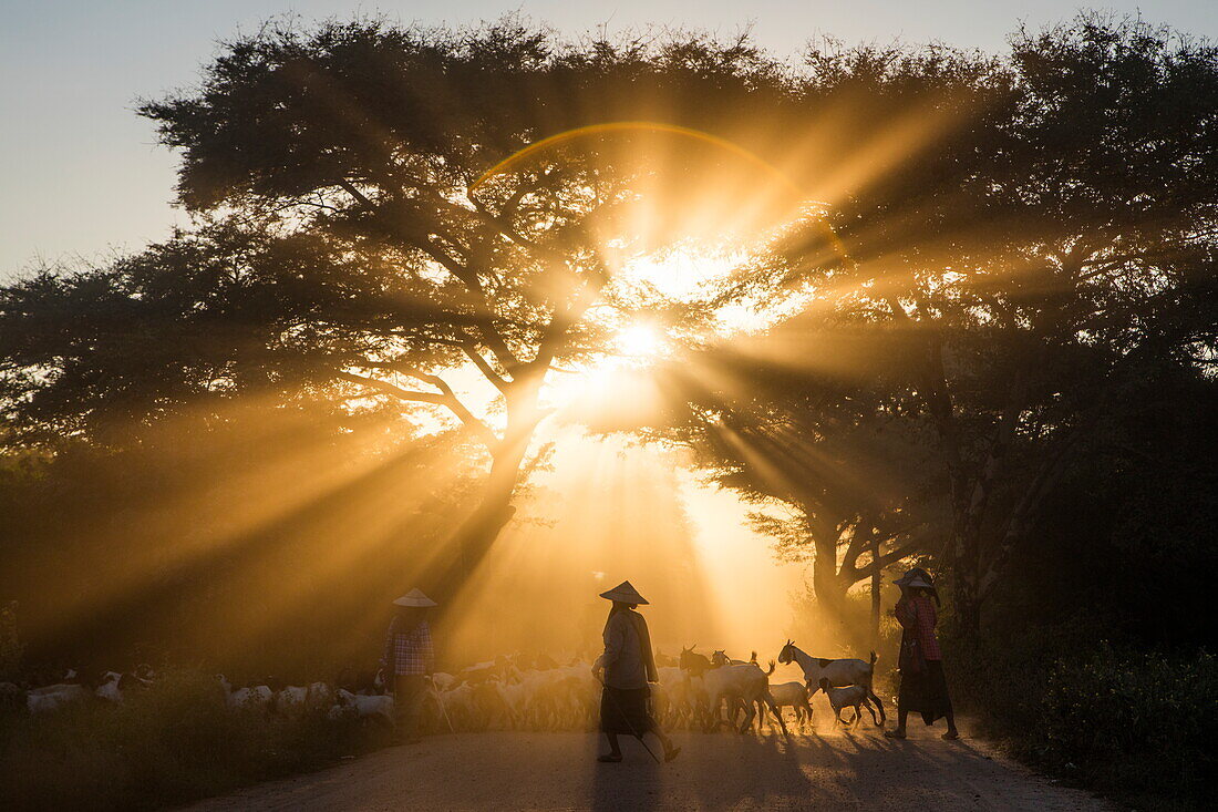 Drei Frauen treiben eine Herde Ziegen über einen staubigen Weg in der Nähe der alten Tempel von Bagan bei Sonnenuntergang, Bagan, Mandalay, Myanmar