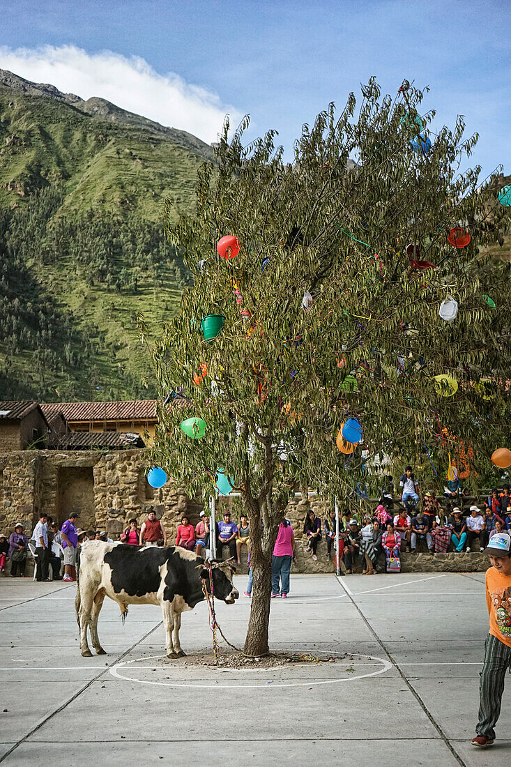 Kühe unter dem dekorierten Baum mit Luftballons für Festival in Ollantaytambo, Cusco, Peru