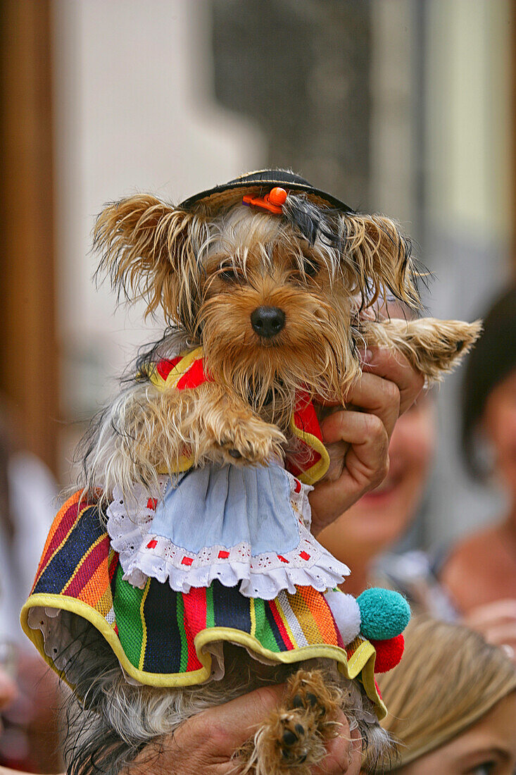 Close-up of a dog in a traditional clothing during Corpus Christi Celebration in Spain