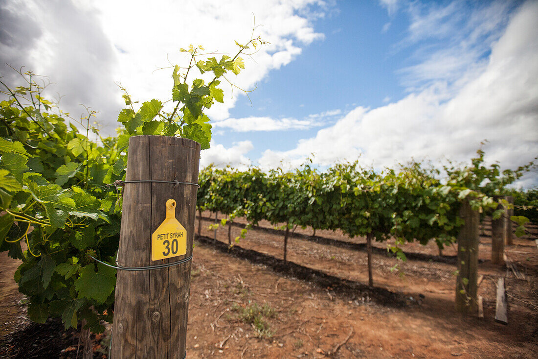 Ein Weinberg von Petit Syrah Trauben in Margaret River, Western Australia