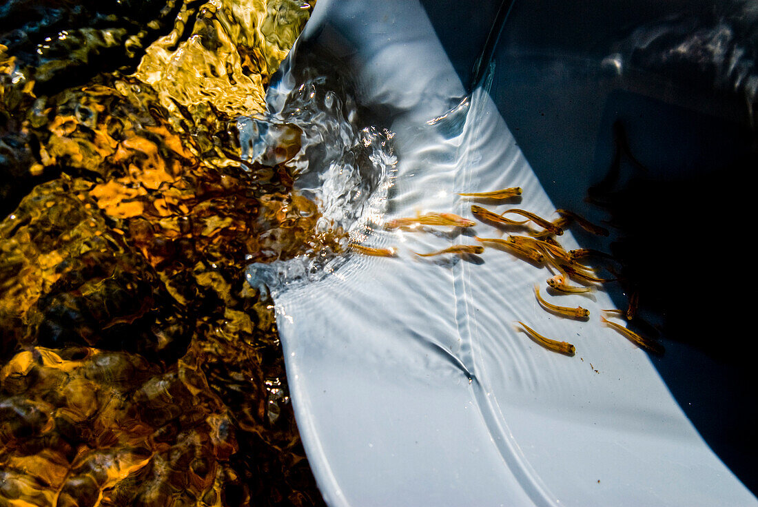 Natural upstream swimmers, small salmon instinctively fry again in the bucket rather than in the creek