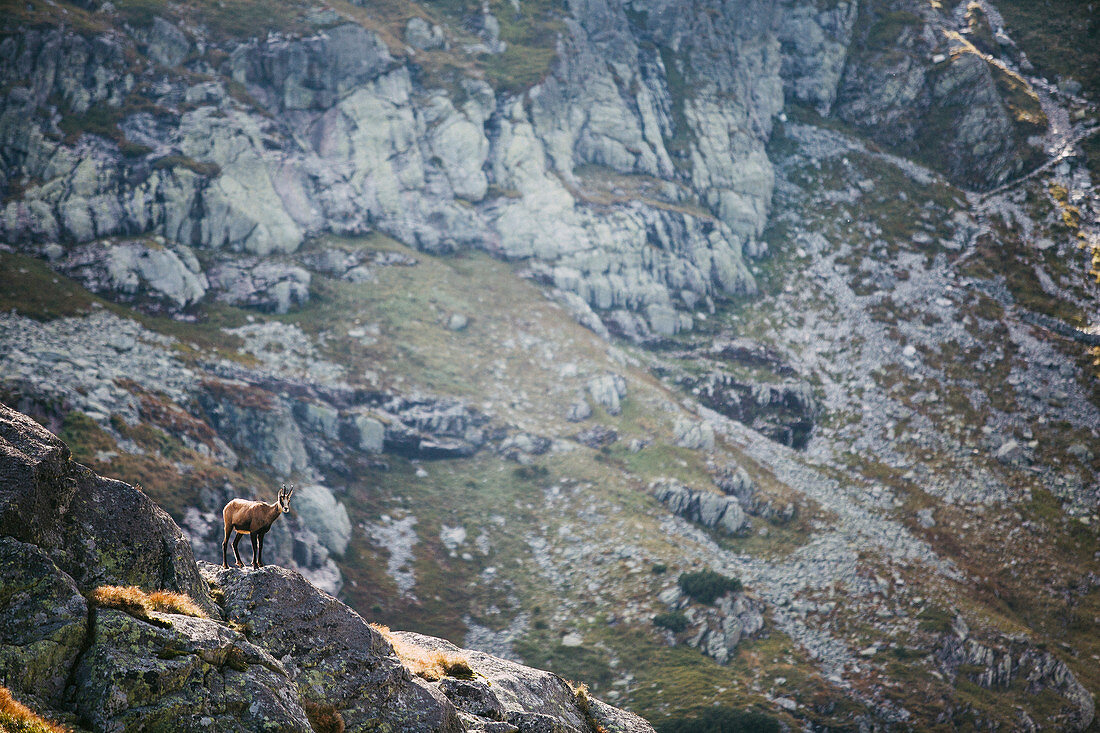 Bergziege in der Tatra, Polen