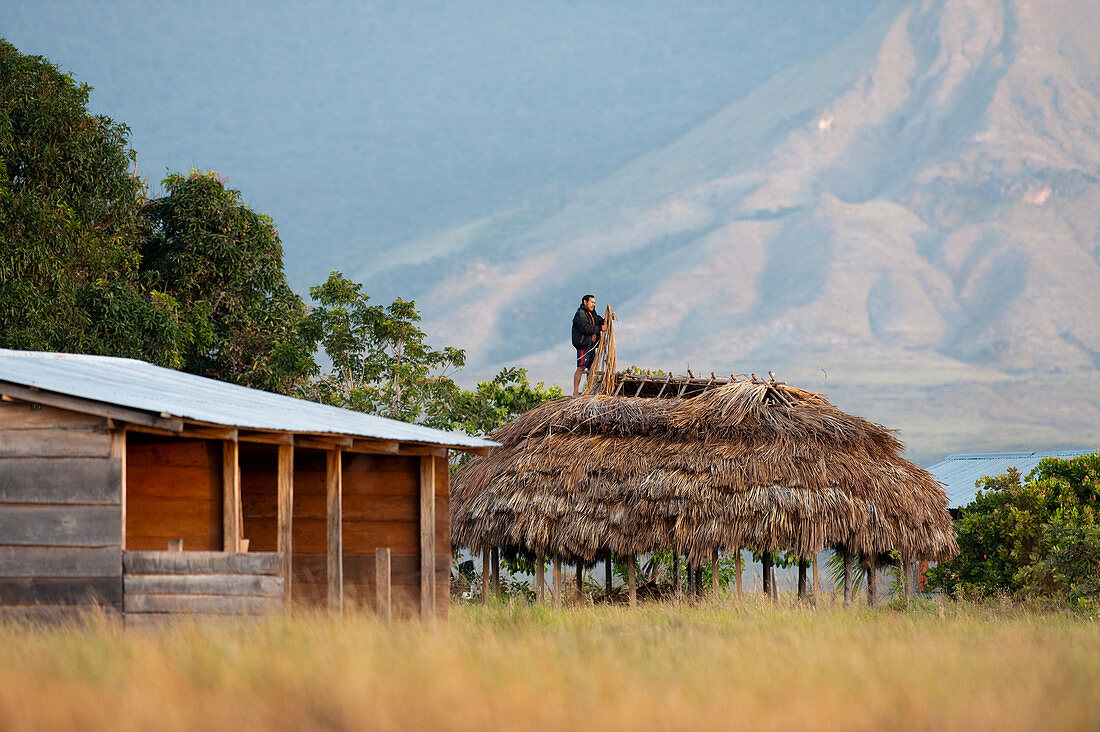 A man fixing his roof with branches of palm, Bolivar state, Venezuela