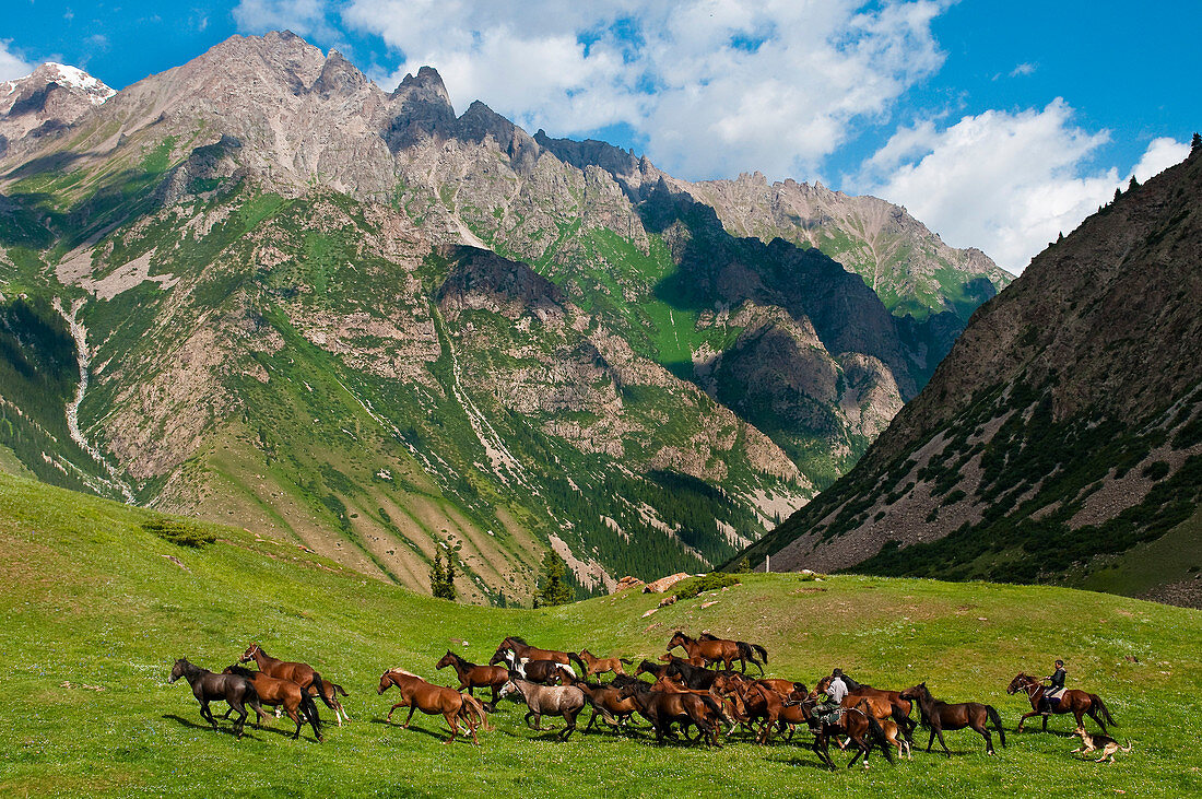 Zentralasien, Kirgisistan, Issyk-Kul-Provinz (Ysyk-Köl), Juuku-Tal, der Schäfer Gengibek Makanbietov führt seine 24 Pferde in die Bergweide