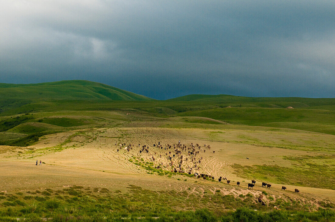 Zentralasien, Kirgisistan, Provinz Issyk Kul (Ysyk-Köl), unweit von Karakol, Kuhherde