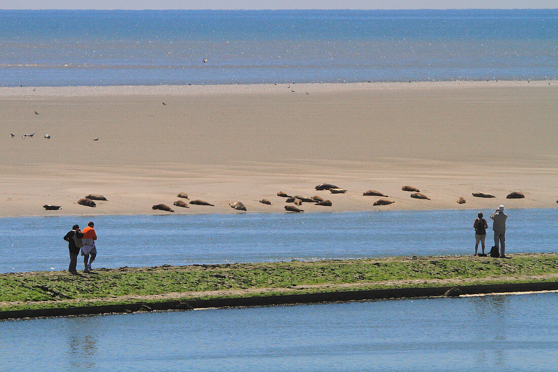 Frankreich, Nordküste. Berck sur Mer. Beobachten einer Gruppe von Robben auf einer Sandbank, Authie Bay
