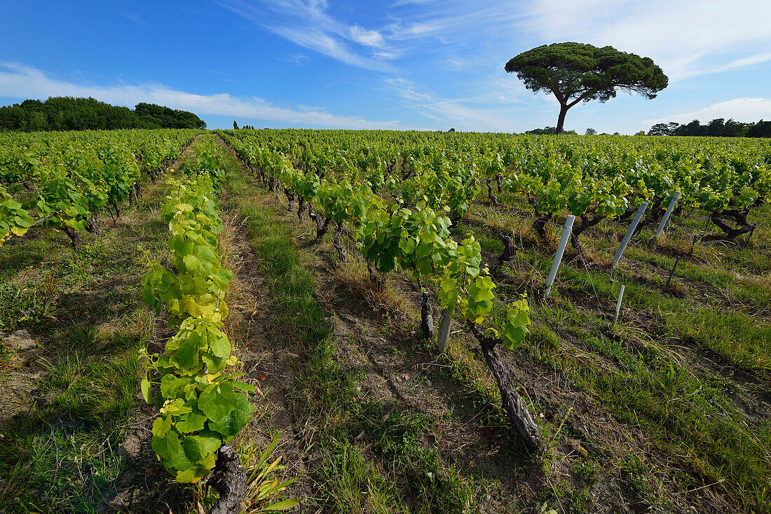 France, rows of vines in the vineyard in the region of Nantes. Pine tree in the background