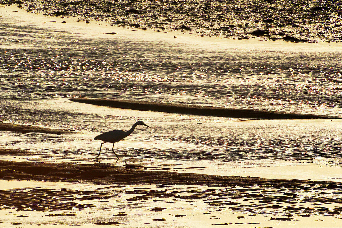 France, Normandy. Bay of Regneville-sur-Mer and Agon-Coutainville at sunset. Period of high tides. Little Egret (Egretta garzetta) looking for food at low tide.