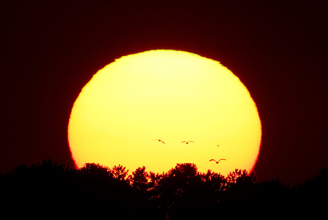 Frankreich, Normandie. Sonnenuntergang über Agon-Coutainville. Möwen fliegen vor der Sonne.