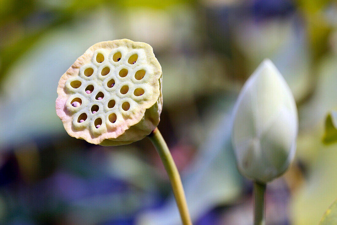 Frankreich, Paris. Val de Marne. Vincennes. Parc Floral de Vincennes. Der Wassergarten. Nahaufnahme einer indischen Lotosknospe (Nelumbo-nucifera).