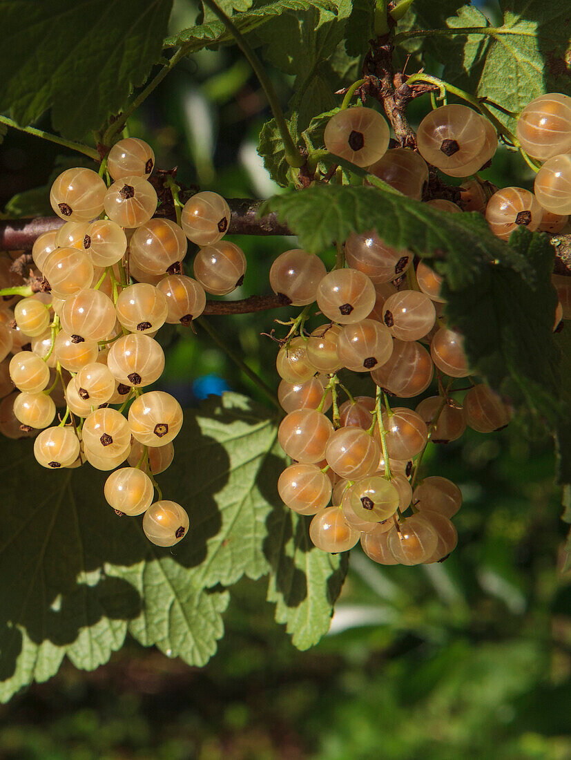 Weiße Johannisbeeren