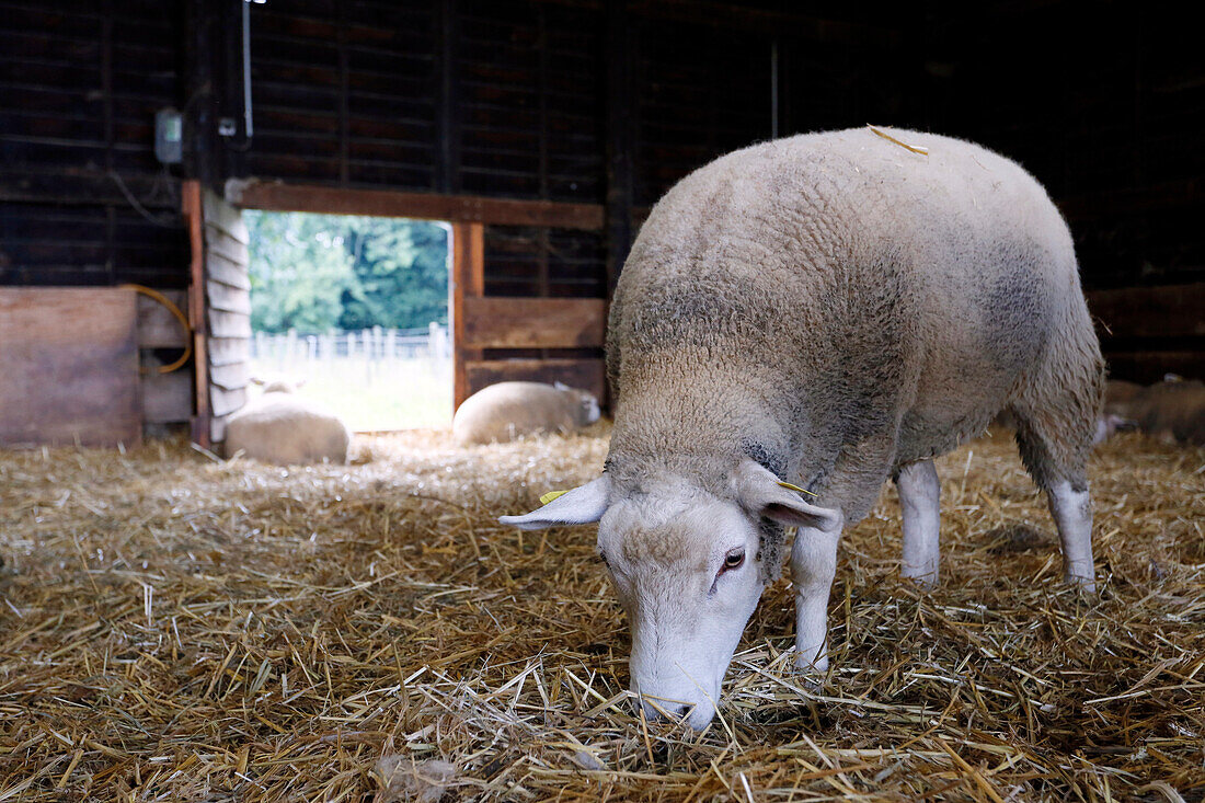 France, Paris. Vincennes. Bois de Vincennes. La Ferme de Paris. Organic agriculture and farming educational farm. Organic sheep in their pen.