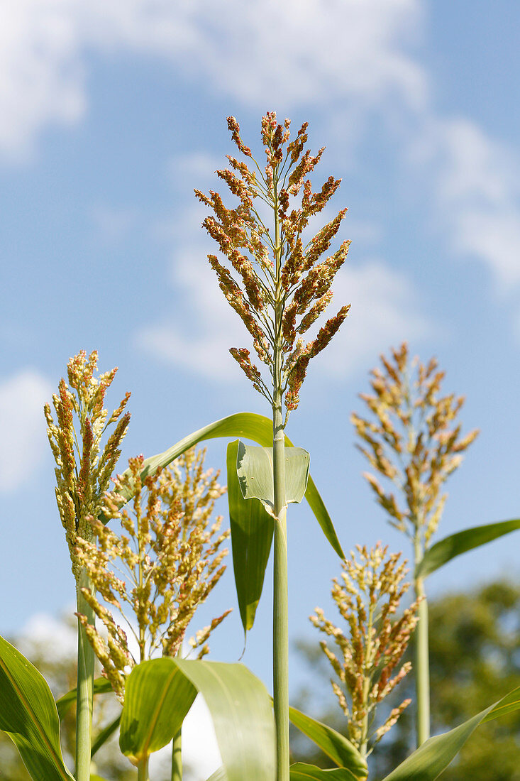 France, Paris. Vincennes. Bois de Vincennes. La Ferme de Paris. Organic agriculture and farming educational farm. Organic corn flowers.