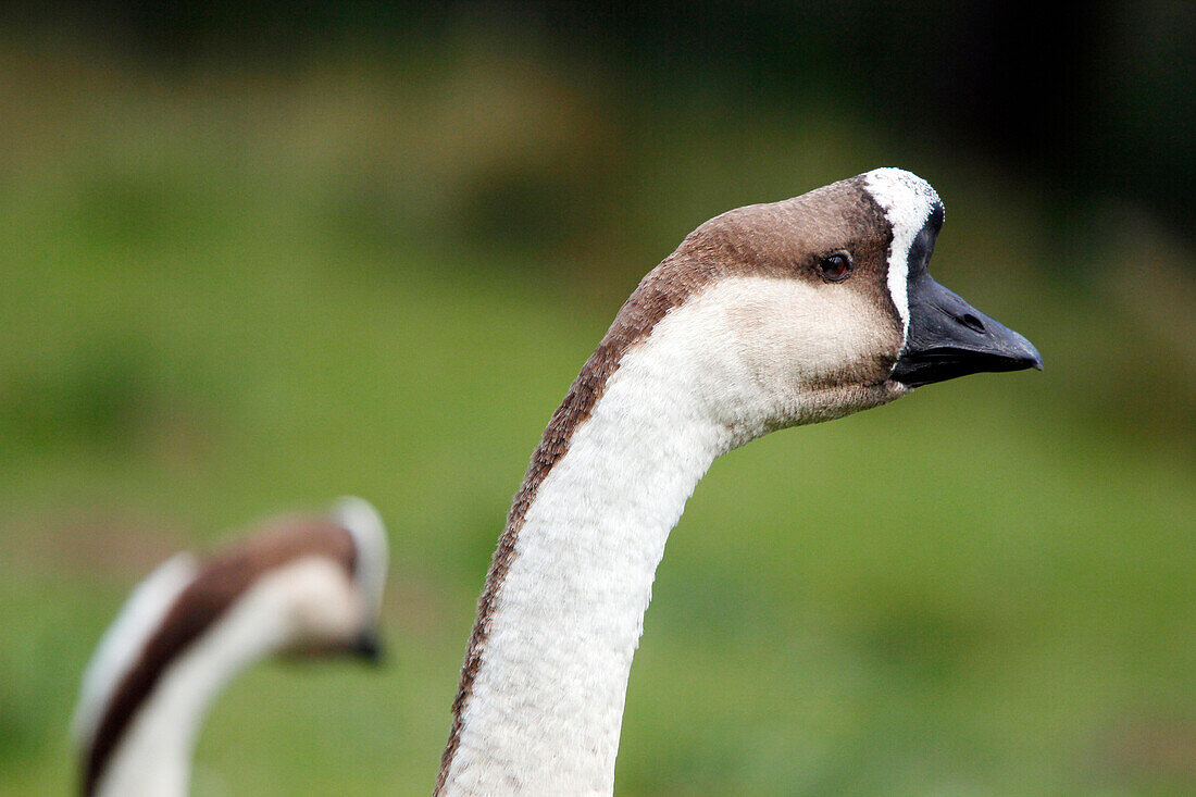 France, Burgundy, Yonne. Around Saint Fargeau. Close up of a swan goose.